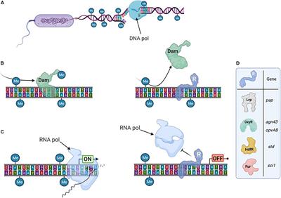 Novel Identification of Bacterial Epigenetic Regulations Would Benefit From a Better Exploitation of Methylomic Data